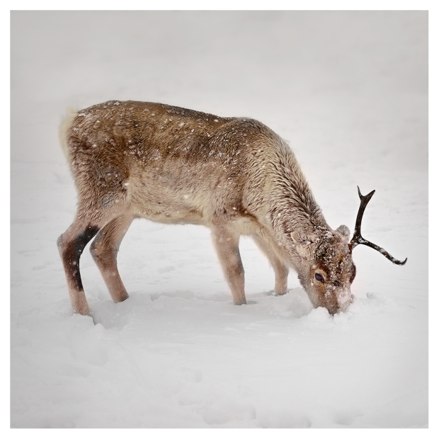 Reindeer-2