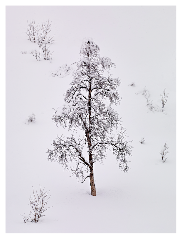 Snowy-Tree